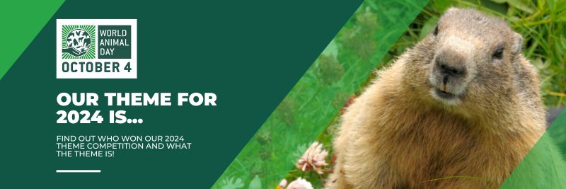 A green banner with the title of the blog post and a picture of a groundhog.