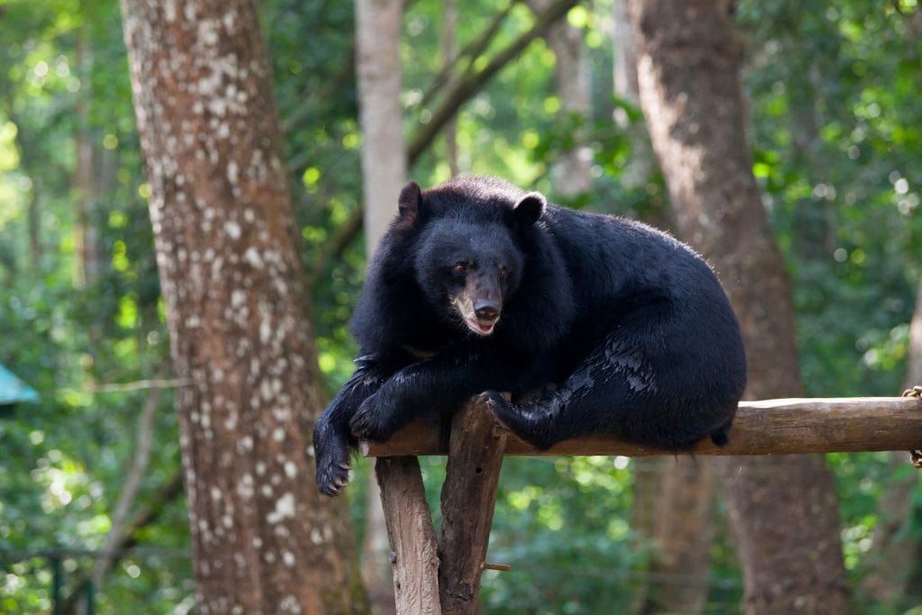 A black bear lounging peacefully in the branches of a tree.