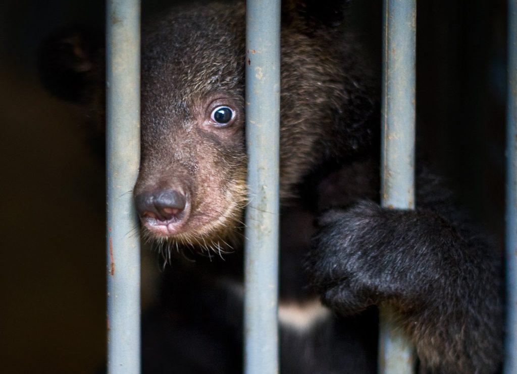 A young moon bear peeks through metal bars, its paw gripping the cage and eyes wide with fear. 