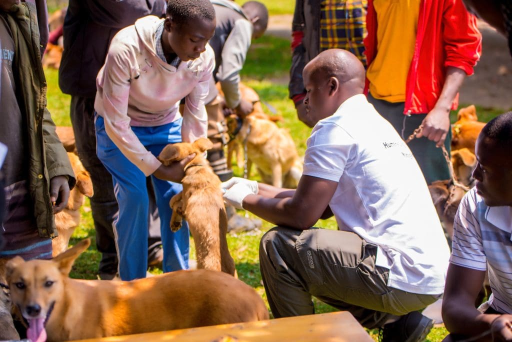 RAWO veterinary staff administering rabies vaccines to dogs during the World Animal Day 2025 event in Rwanda.