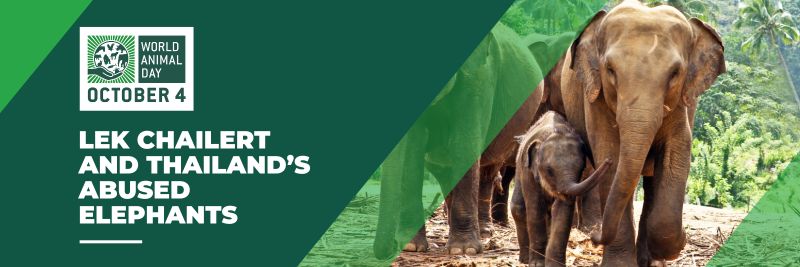 A small herd of Asian elephants, including a young calf, walking together across a forest clearing with palm trees and green hills in the background.